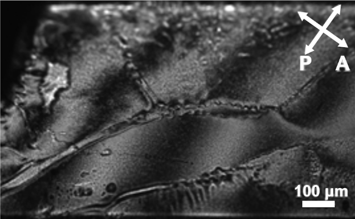 Hybrids and Liquid Ferroics